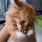 https://upforme.ru/uploads/0015/e5/b7/3090/751269.gif