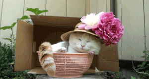 https://upforme.ru/uploads/0015/e5/b7/3511/304269.gif