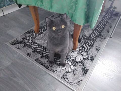 https://upforme.ru/uploads/0015/f8/d0/120/t261846.jpg