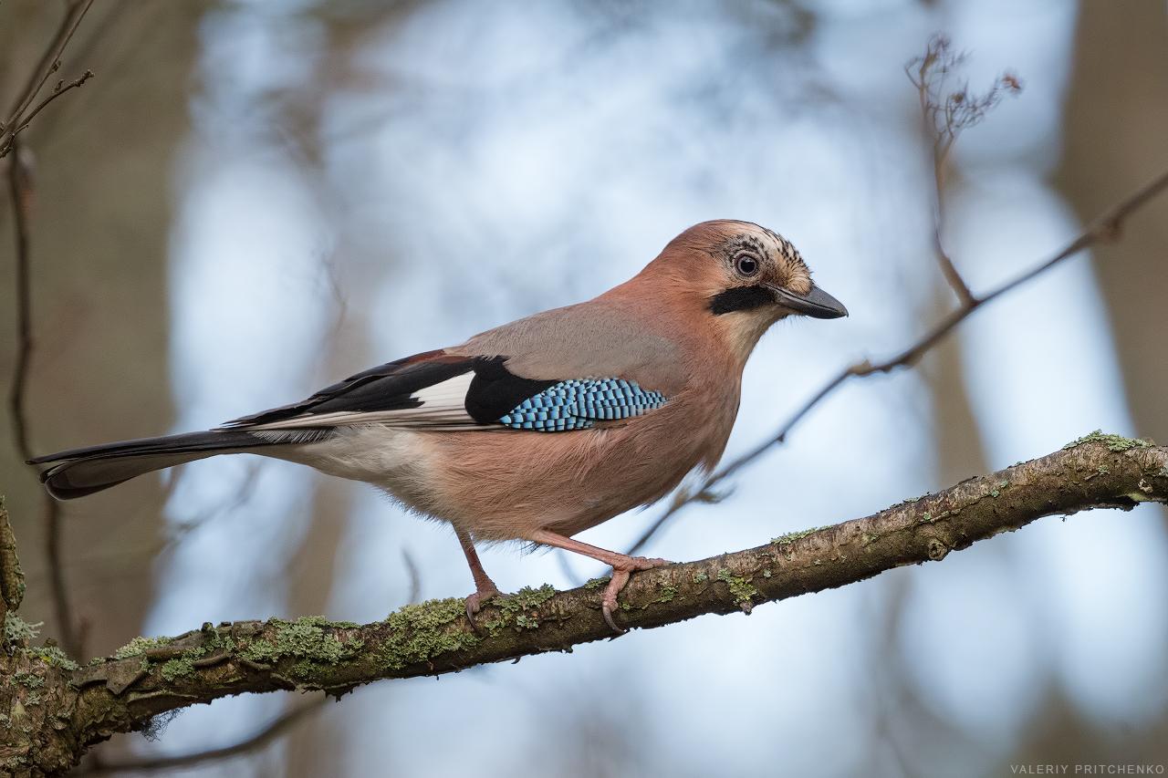 � ��� � ���? (����� 6)