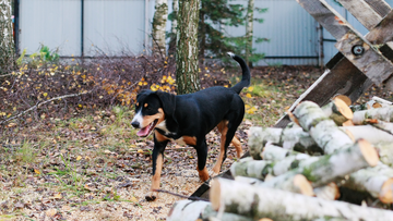 Аума - энтлебухер зенненхунд Аума - энтлебухер зенненхунд