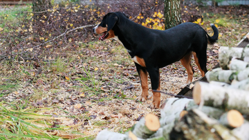 Аума - энтлебухер зенненхунд Аума - энтлебухер зенненхунд