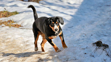 ���� - ���������� ����������