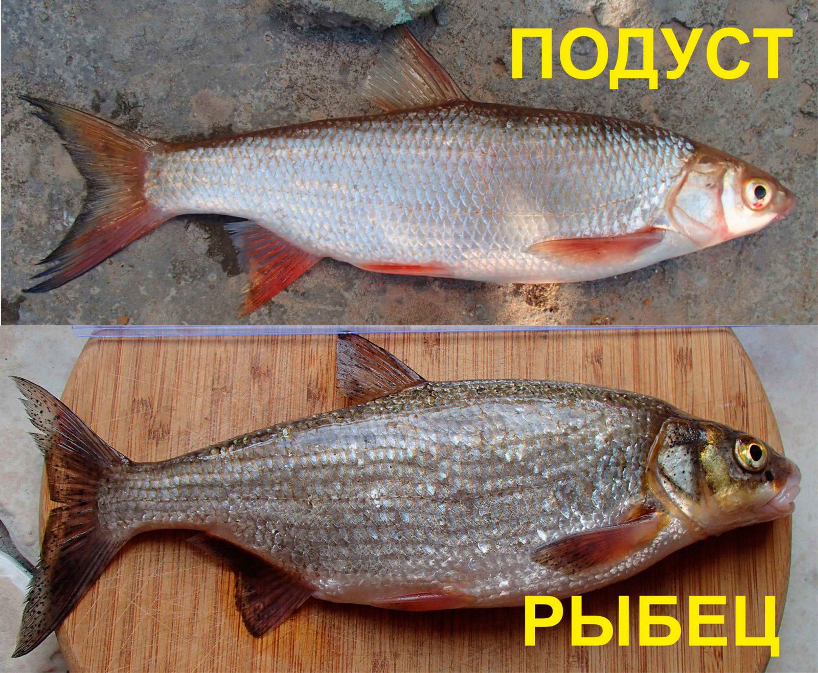 https://upforme.ru/uploads/0017/28/55/12/831871.jpg