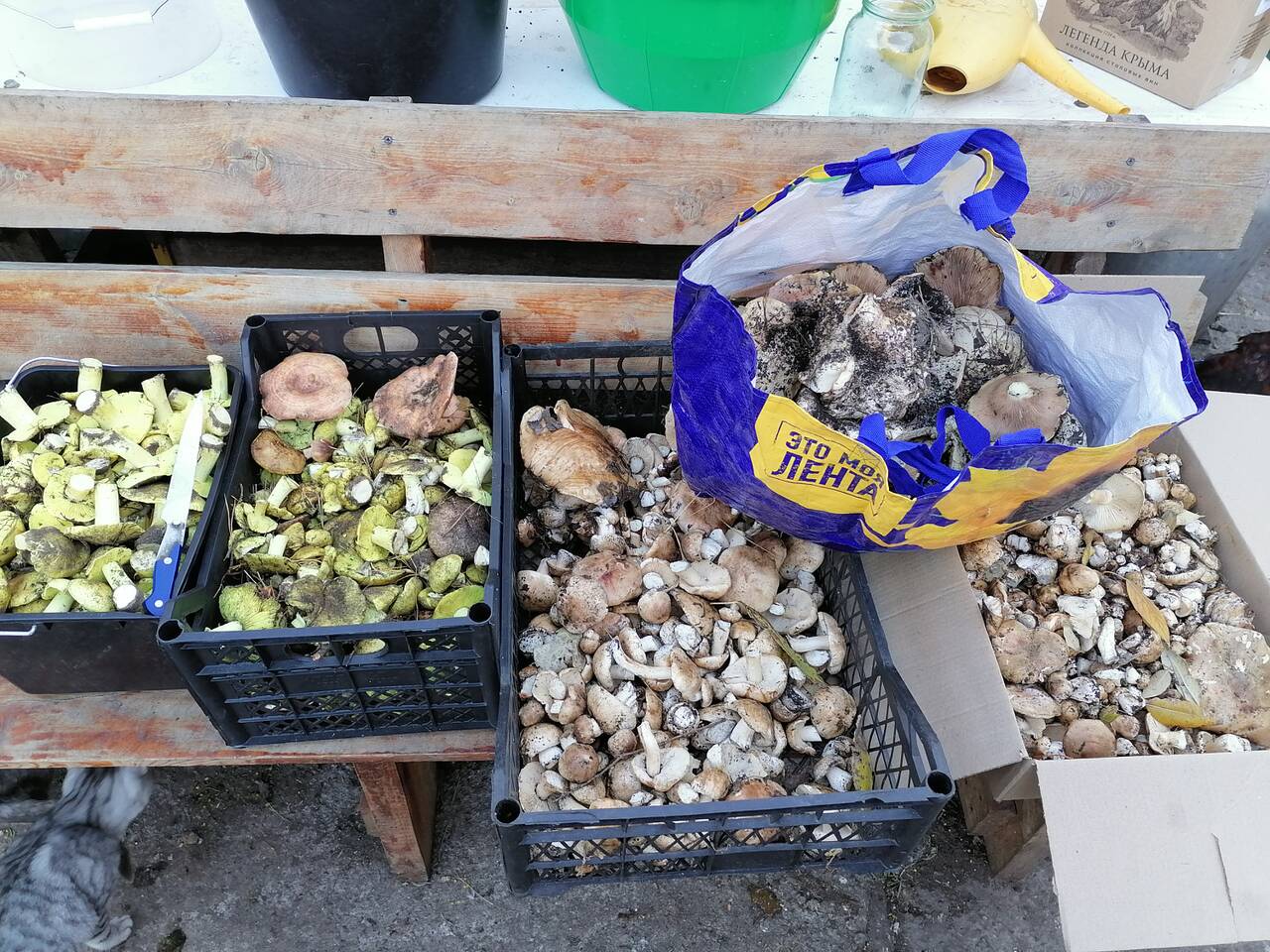 https://upforme.ru/uploads/0017/28/55/274/877171.jpg