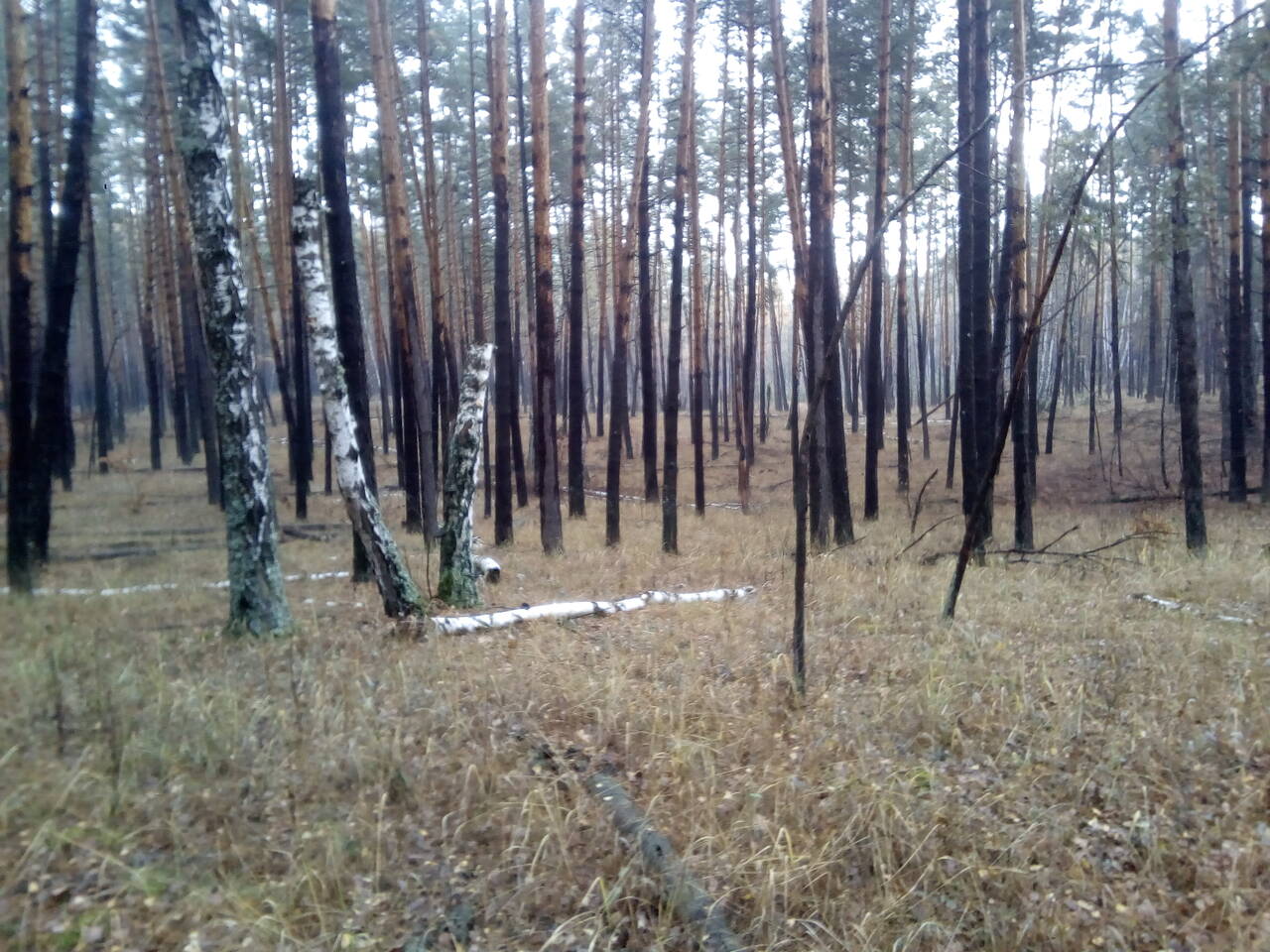 https://upforme.ru/uploads/0017/28/55/7/838355.jpg