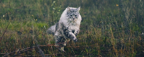 https://upforme.ru/uploads/0017/50/9c/2/441731.png