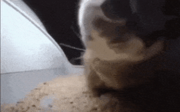 https://upforme.ru/uploads/0017/95/31/26/t603410.gif