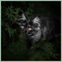 https://upforme.ru/uploads/0017/a5/fb/168/533094.jpg
