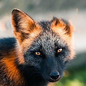 https://upforme.ru/uploads/0017/aa/81/264/t311169.jpg