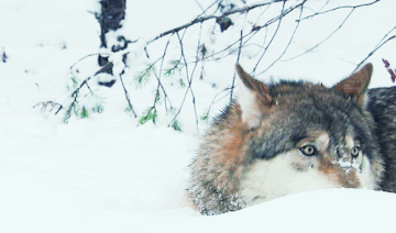 https://upforme.ru/uploads/0017/aa/81/281/t727585.gif