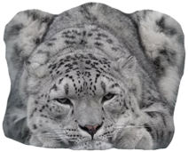 https://upforme.ru/uploads/0017/aa/81/38/t208643.png