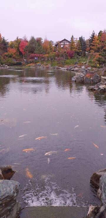 Краснодар. Японский сад. Краснодар. Японский сад.