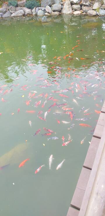 Краснодар. Японский сад. Краснодар. Японский сад.