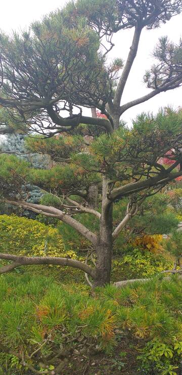 Краснодар. Японский сад. Краснодар. Японский сад.