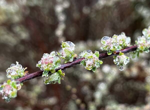 (262) ������������ ����������