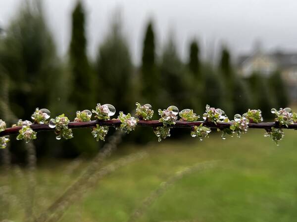 (262) ������������ ����������