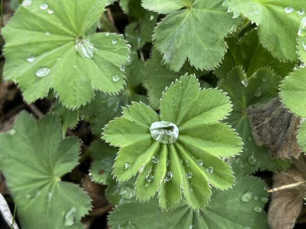 (236) ��������� ������������ �����: ��������� � �������� ����� ��������� � �