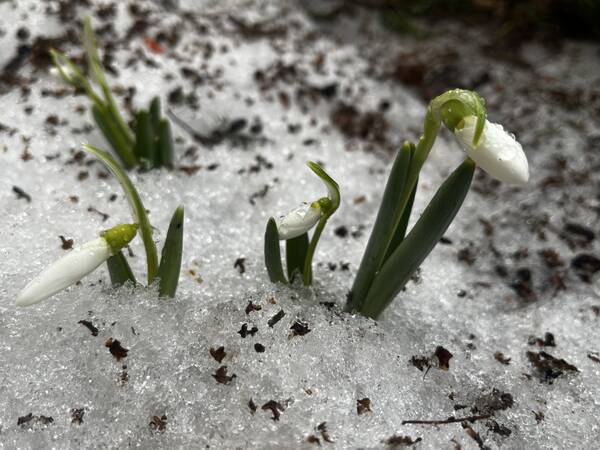 ����� �����.