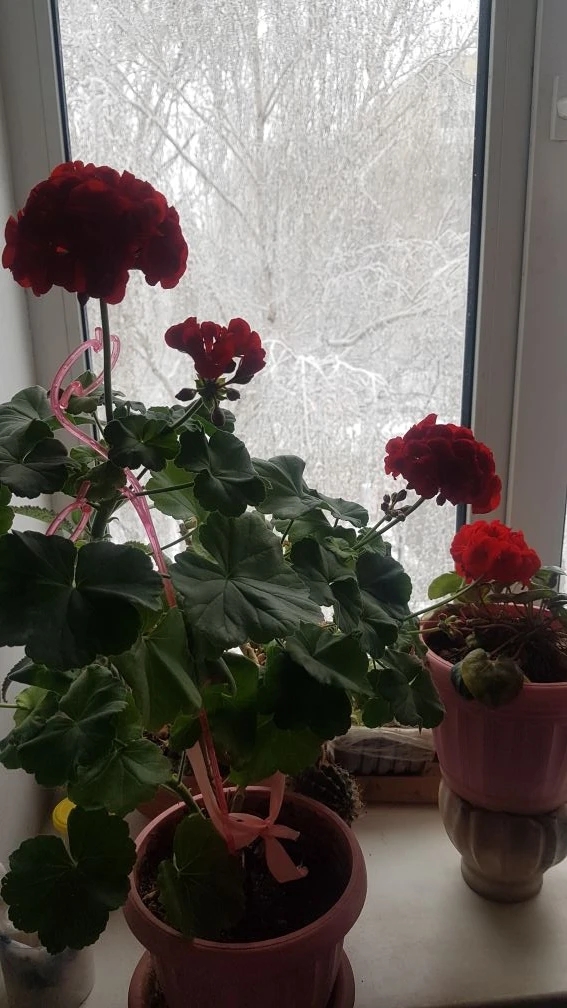 ��������� ������������ �����: ��������� � �������� ����� ��������� � �