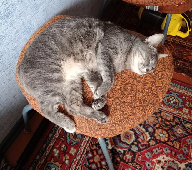 ������ ���� .