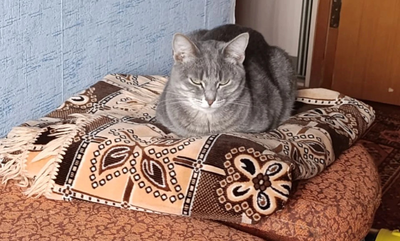 ������������ ����������