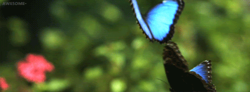 https://upforme.ru/uploads/0018/3d/6c/2/965426.gif