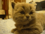 https://upforme.ru/uploads/0018/64/3d/12/947430.gif
