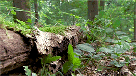 https://upforme.ru/uploads/0018/97/46/266/253078.gif
