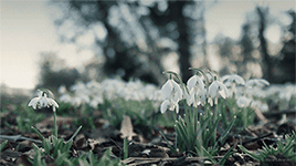 https://upforme.ru/uploads/0018/97/46/266/548395.gif
