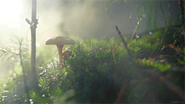https://upforme.ru/uploads/0018/97/46/266/577517.gif