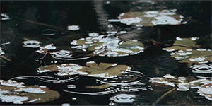 https://upforme.ru/uploads/0018/97/46/266/67627.gif