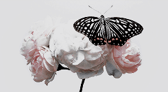 https://upforme.ru/uploads/0018/97/46/266/87878.gif