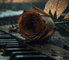https://upforme.ru/uploads/0018/97/46/473/135612.png