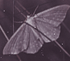 https://upforme.ru/uploads/0018/97/46/473/610180.png