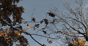 https://upforme.ru/uploads/0018/97/46/473/688793.gif