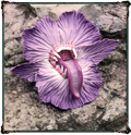 https://upforme.ru/uploads/0018/c2/e4/2/606593.png