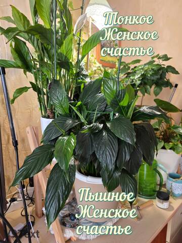 https://upforme.ru/uploads/0019/3a/78/212/t114382.jpg