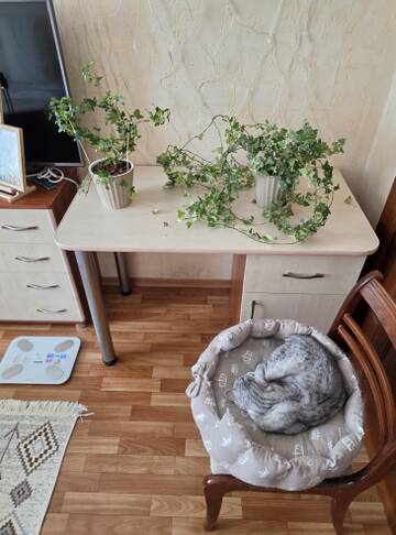 https://upforme.ru/uploads/0019/3a/78/212/t165759.jpg