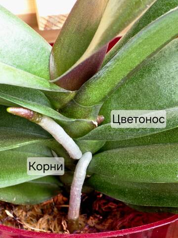 https://upforme.ru/uploads/0019/3a/78/212/t178384.jpg