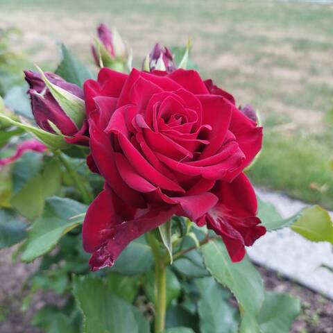 https://upforme.ru/uploads/0019/3a/78/212/t468330.jpg