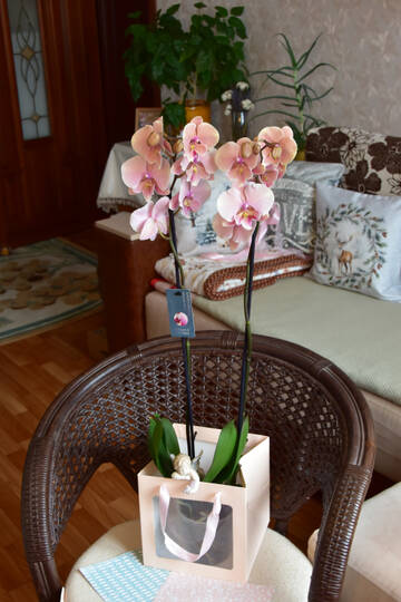 https://upforme.ru/uploads/0019/3a/78/212/t593788.jpg