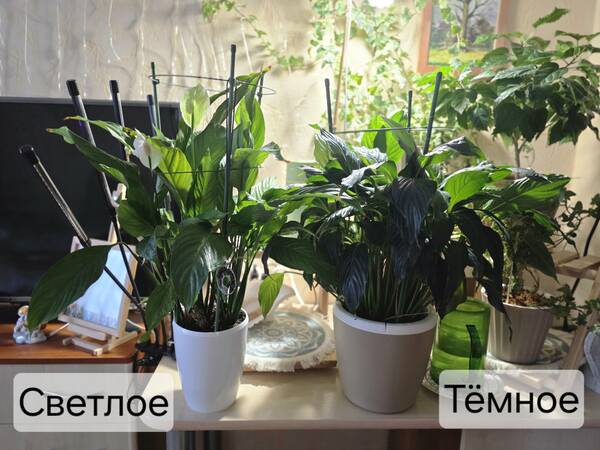 https://upforme.ru/uploads/0019/3a/78/212/t619370.jpg