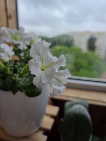 https://upforme.ru/uploads/0019/3a/78/212/t884720.jpg