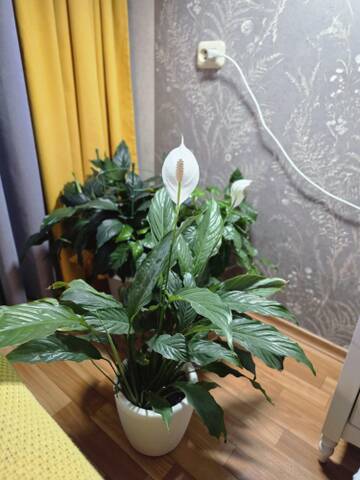 https://upforme.ru/uploads/0019/3a/78/212/t952336.jpg
