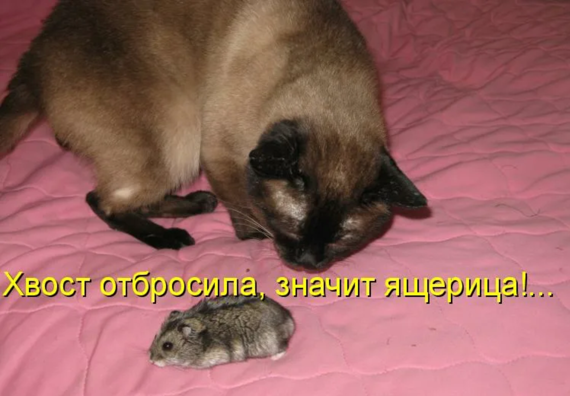 https://upforme.ru/uploads/0019/3c/8c/1445/470371.png