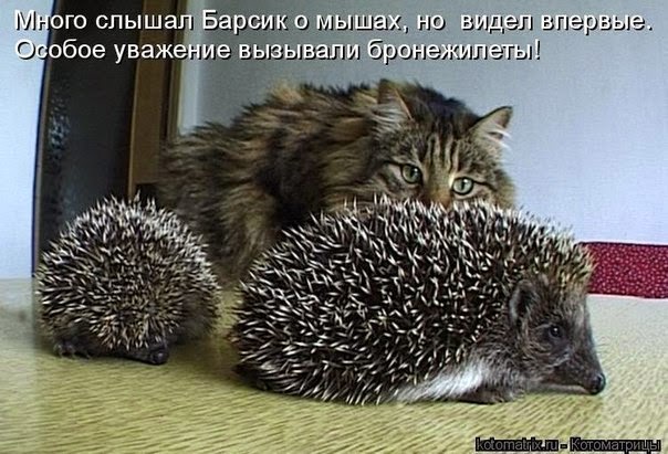 https://upforme.ru/uploads/0019/3c/8c/1445/479122.jpg