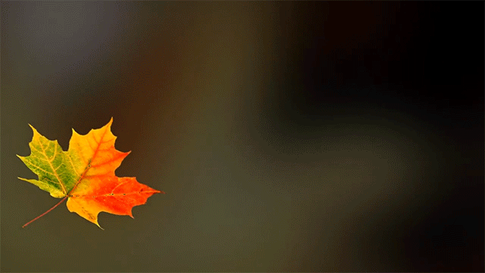 https://upforme.ru/uploads/0019/3c/8c/1445/716831.gif