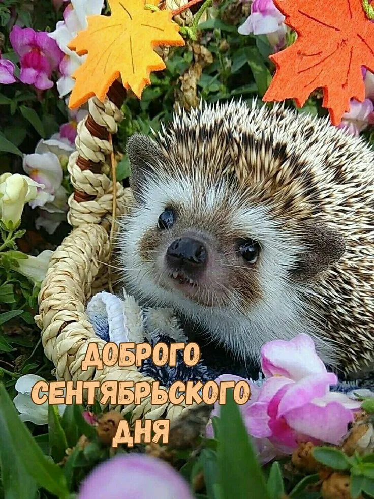 https://upforme.ru/uploads/0019/3c/8c/1445/884564.webp
