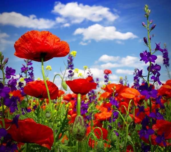 https://upforme.ru/uploads/0019/3c/8c/27/191688.jpg